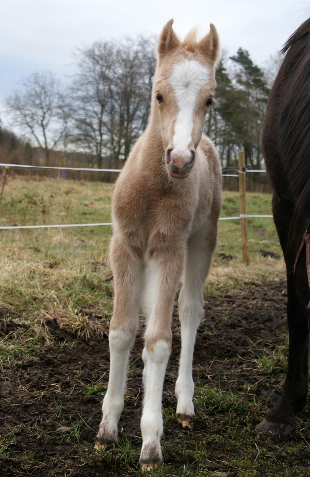 Welsh Partbred (Sec F) V.I.P. Nobility billede 3