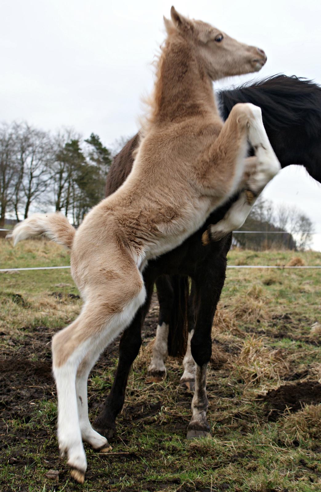 Welsh Partbred (Sec F) V.I.P. Nobility billede 4