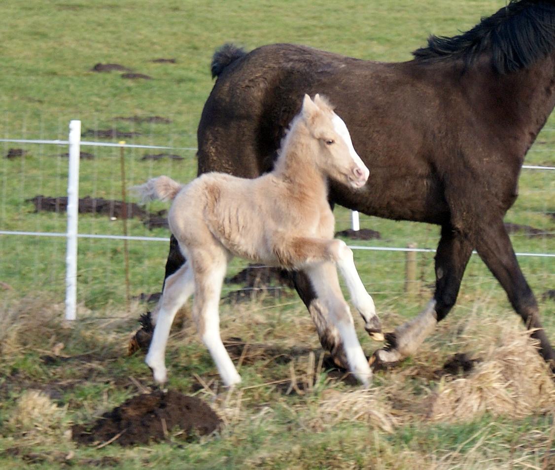 Welsh Partbred (Sec F) V.I.P. Nobility billede 5