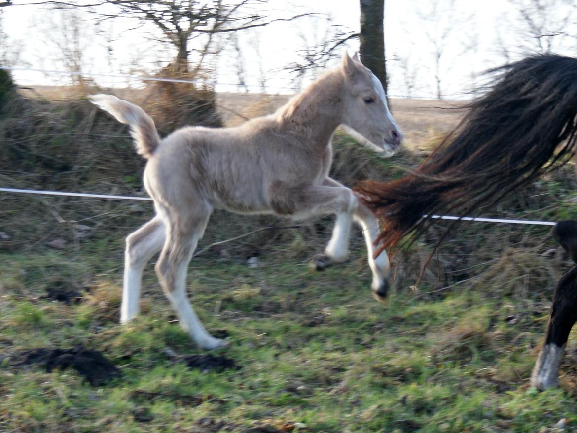 Welsh Partbred (Sec F) V.I.P. Nobility billede 6