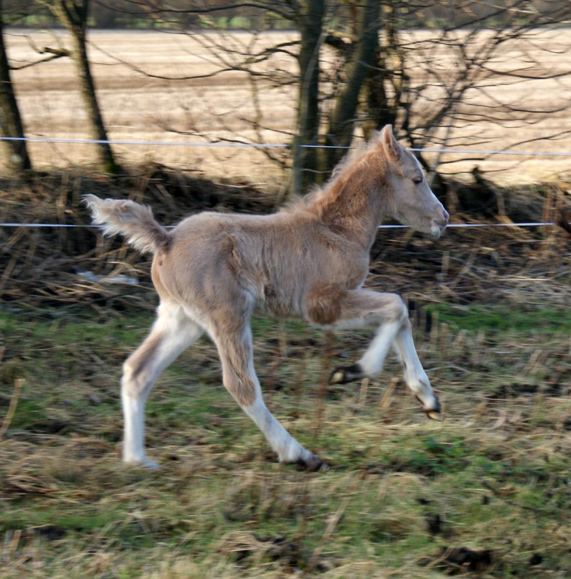 Welsh Partbred (Sec F) V.I.P. Nobility billede 8