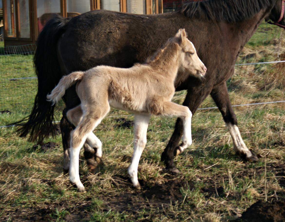 Welsh Partbred (Sec F) V.I.P. Nobility billede 10