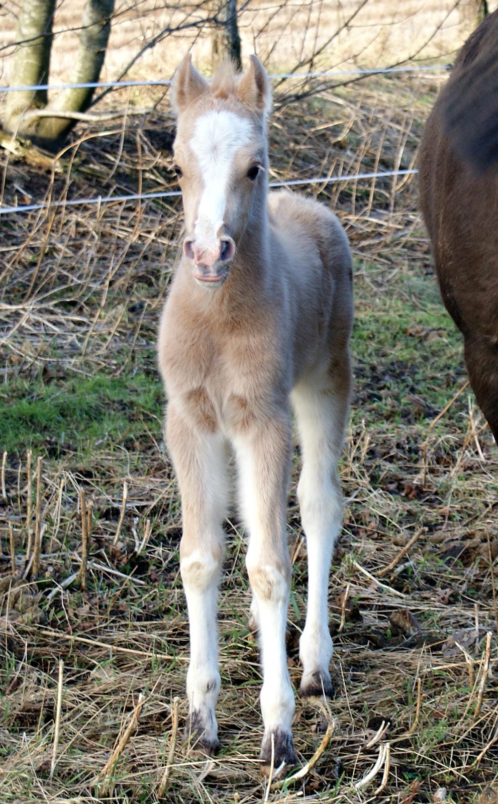 Welsh Partbred (Sec F) V.I.P. Nobility billede 11