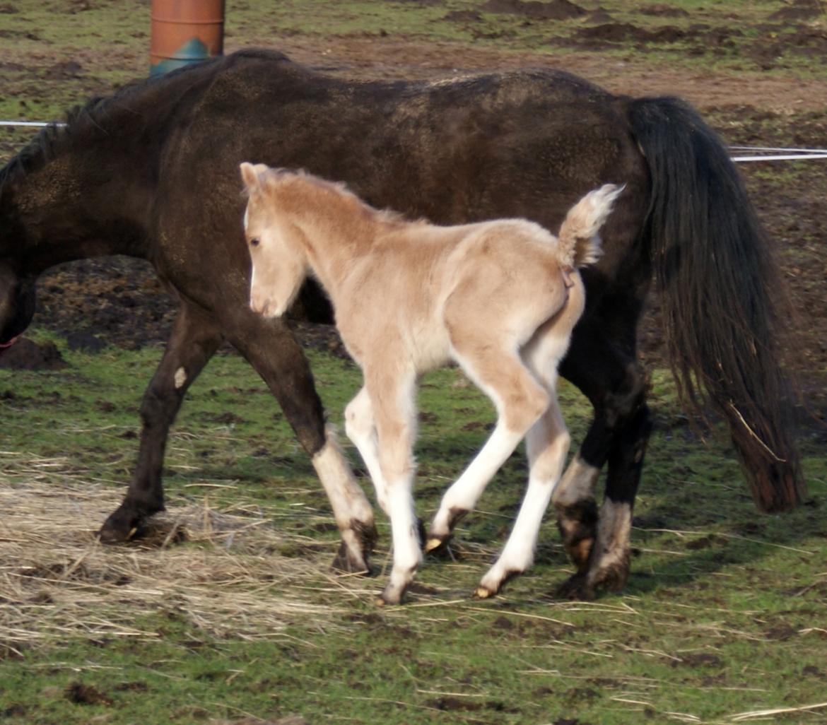 Welsh Partbred (Sec F) V.I.P. Nobility billede 7