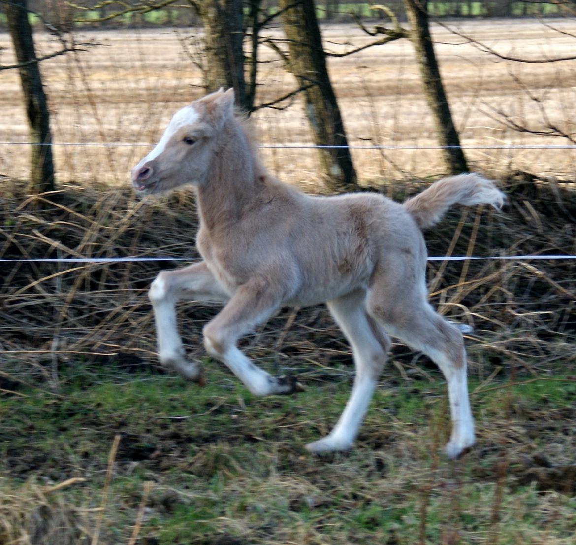 Welsh Partbred (Sec F) V.I.P. Nobility billede 13