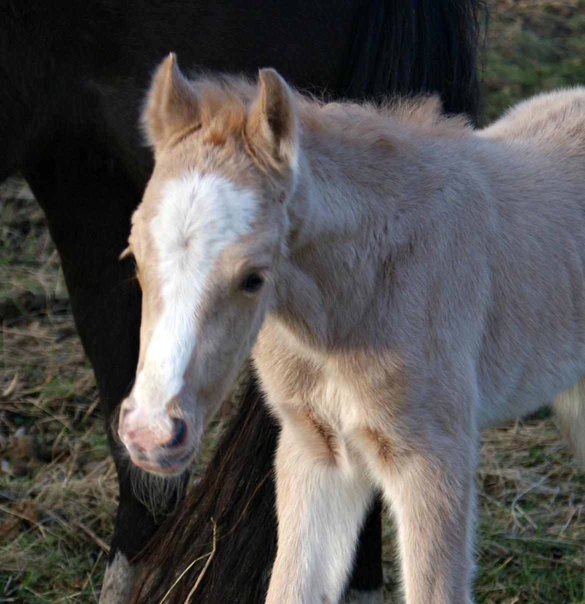 Welsh Partbred (Sec F) V.I.P. Nobility billede 15
