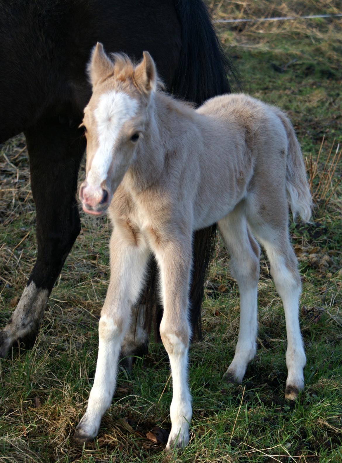 Welsh Partbred (Sec F) V.I.P. Nobility billede 16
