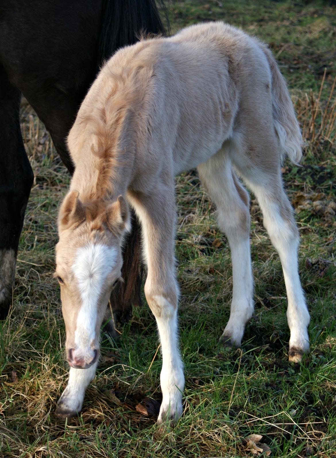 Welsh Partbred (Sec F) V.I.P. Nobility billede 17
