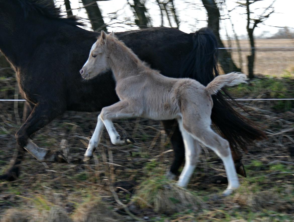 Welsh Partbred (Sec F) V.I.P. Nobility billede 14