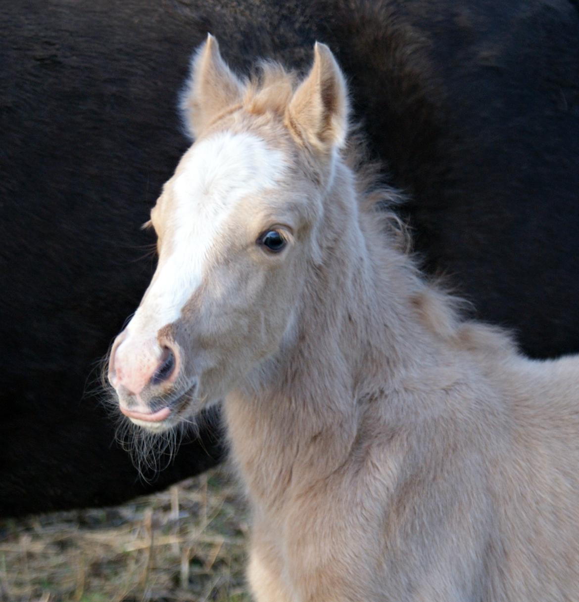 Welsh Partbred (Sec F) V.I.P. Nobility billede 18