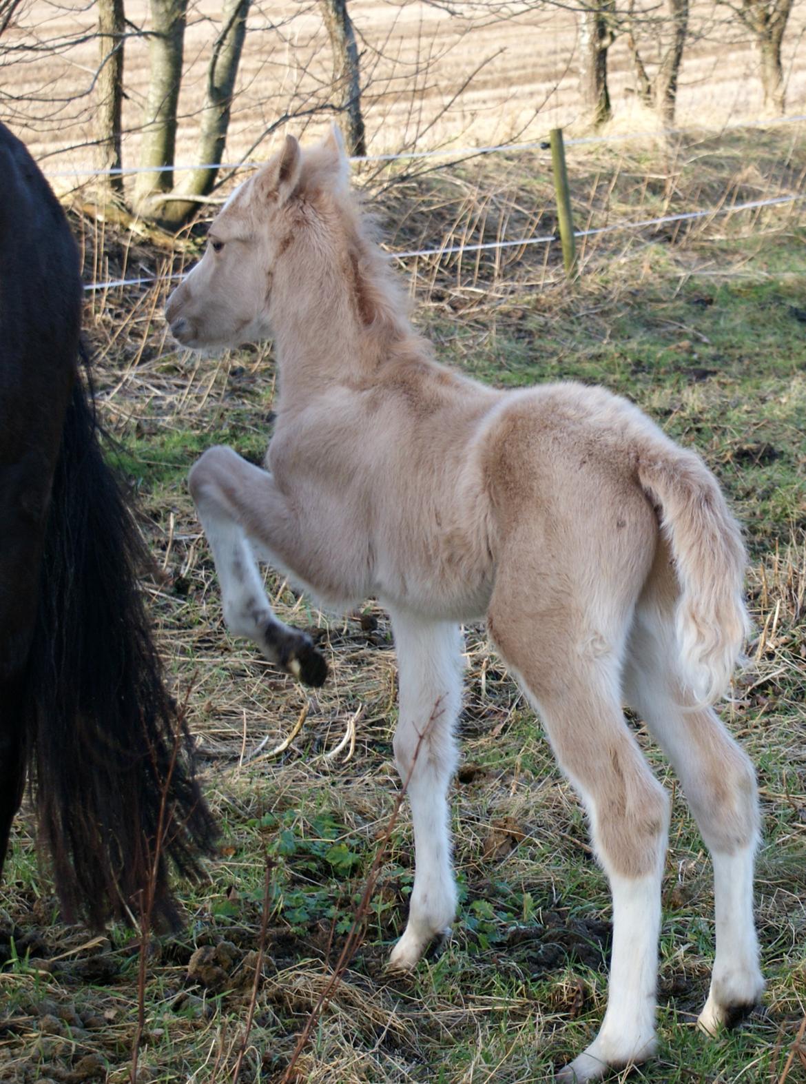 Welsh Partbred (Sec F) V.I.P. Nobility billede 19