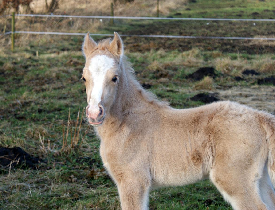 Welsh Partbred (Sec F) V.I.P. Nobility billede 20
