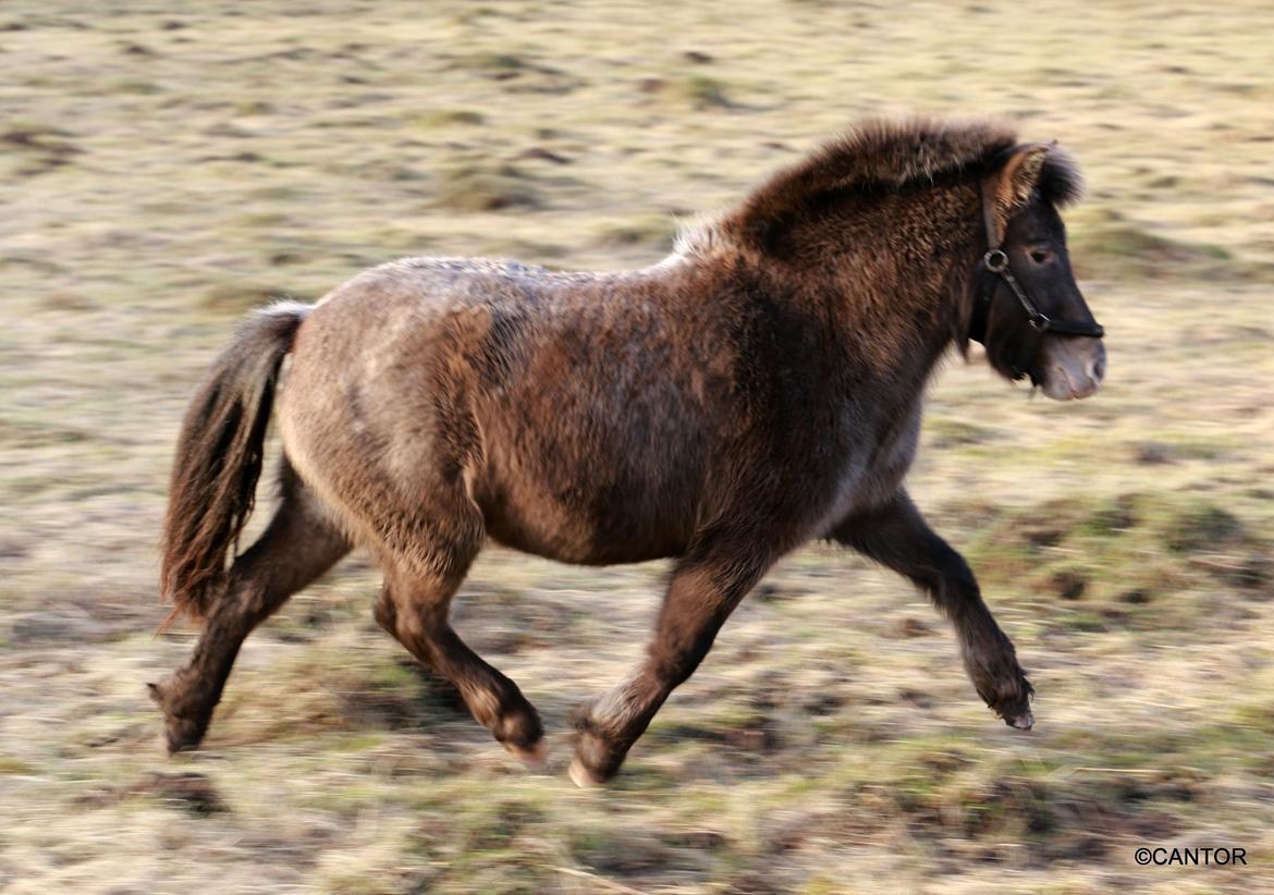 Knabstrupper Bakkehøjs Patricha billede 2
