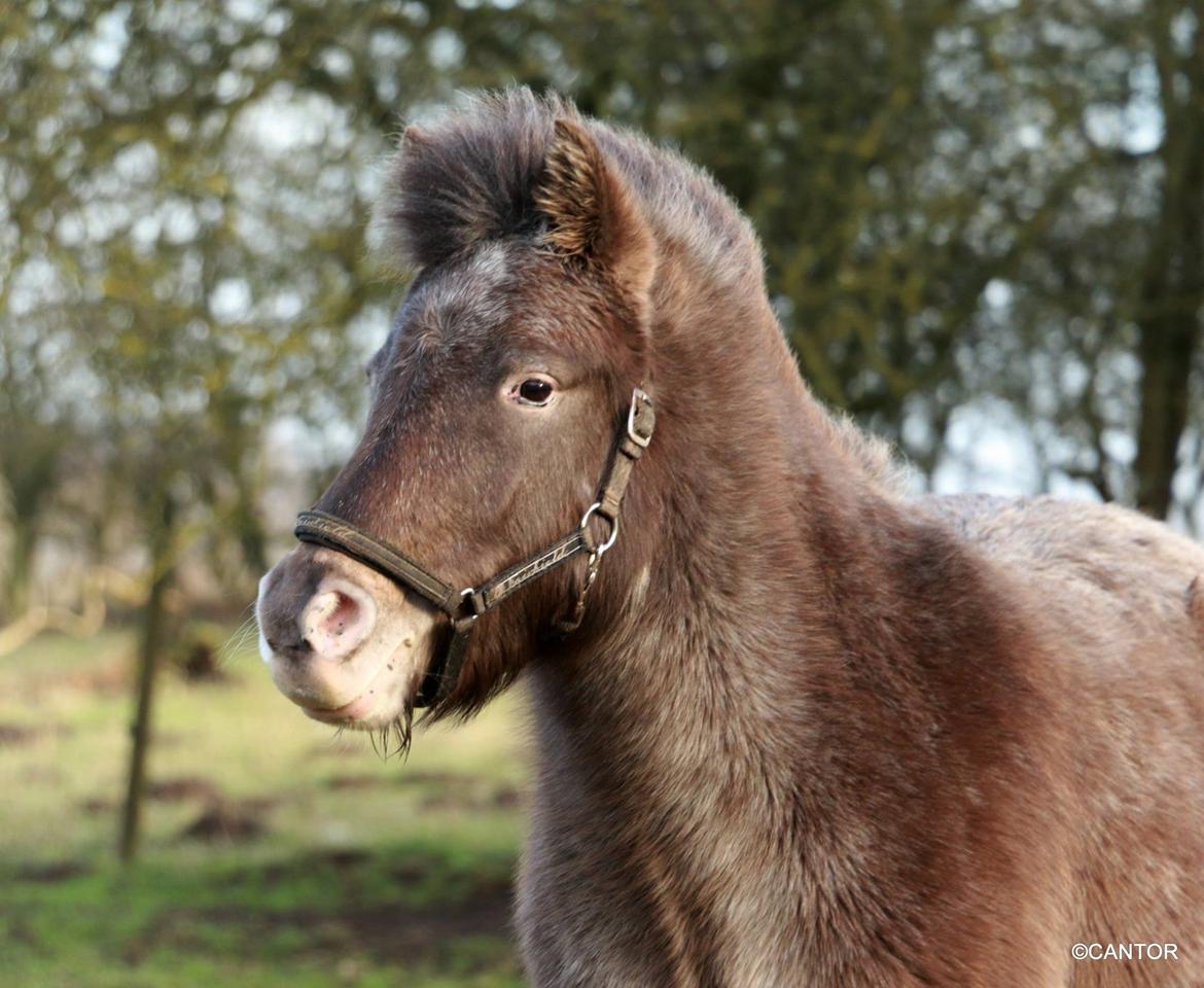 Knabstrupper Bakkehøjs Patricha billede 1