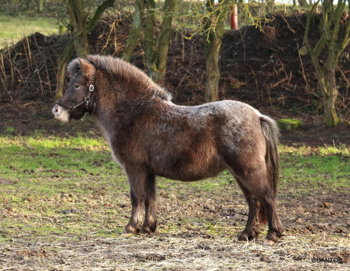 Knabstrupper Bakkehøjs Patricha billede 3