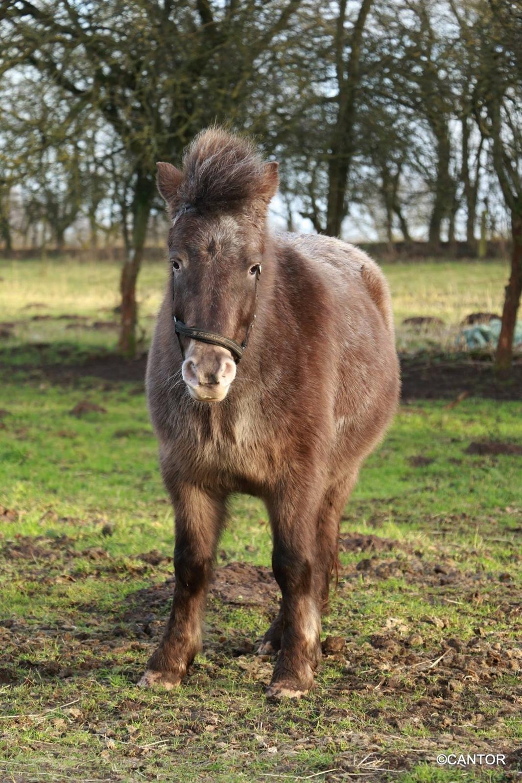 Knabstrupper Bakkehøjs Patricha billede 4