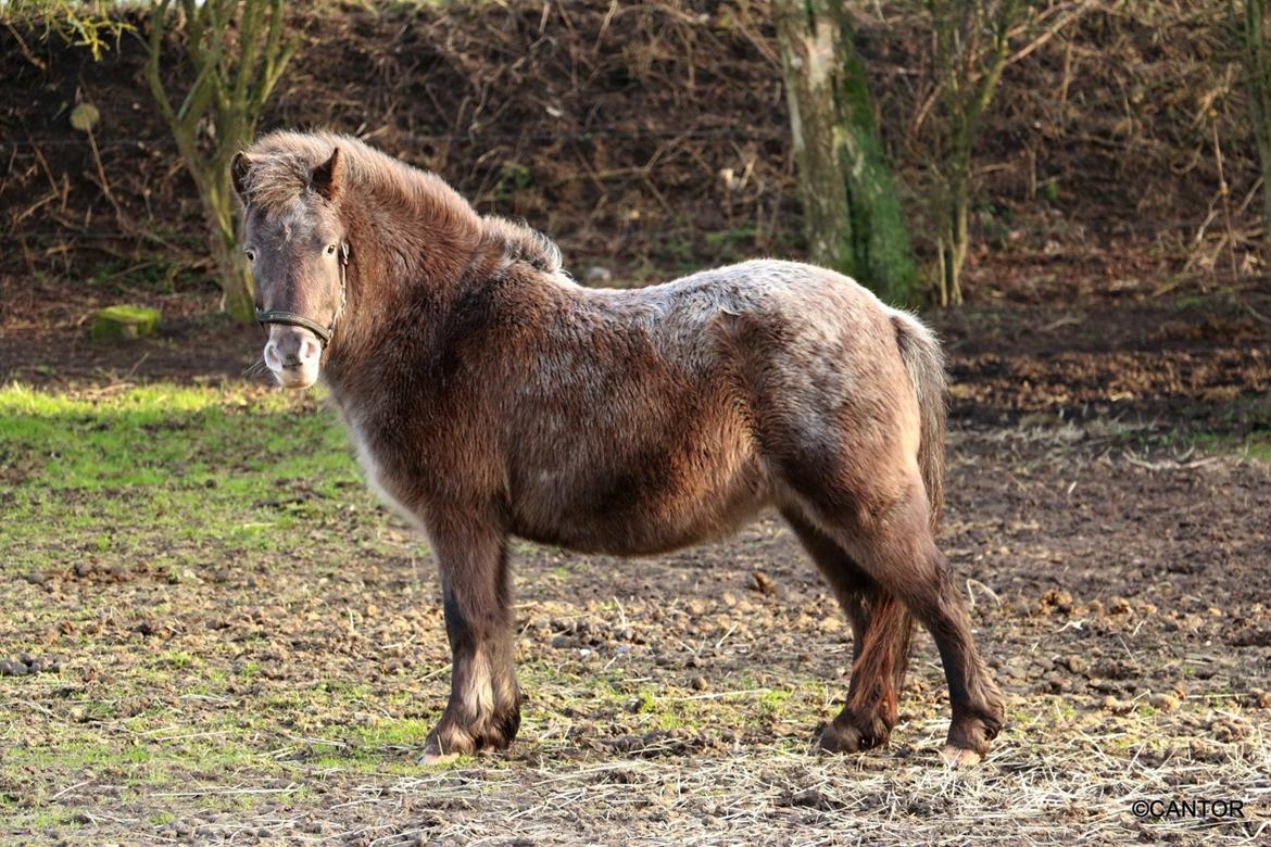 Knabstrupper Bakkehøjs Patricha billede 5