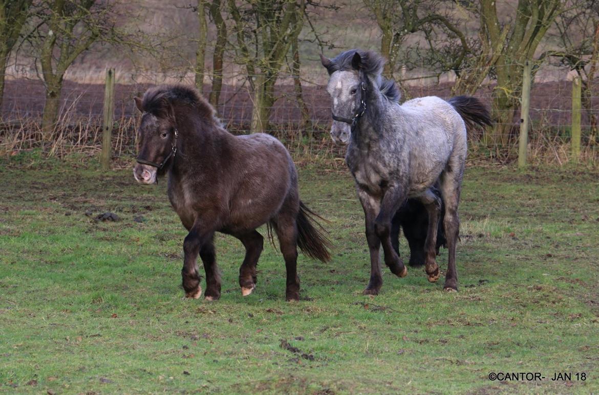 Knabstrupper Bakkehøjs Patricha billede 6