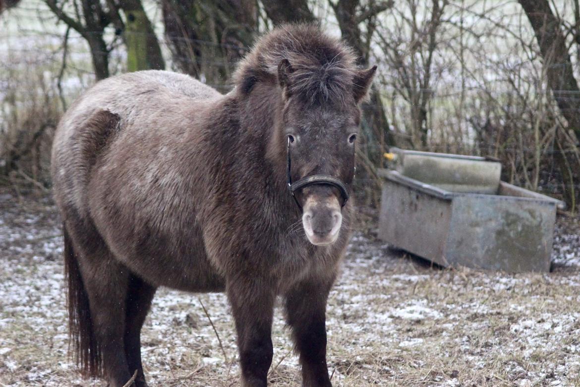 Knabstrupper Bakkehøjs Patricha billede 7