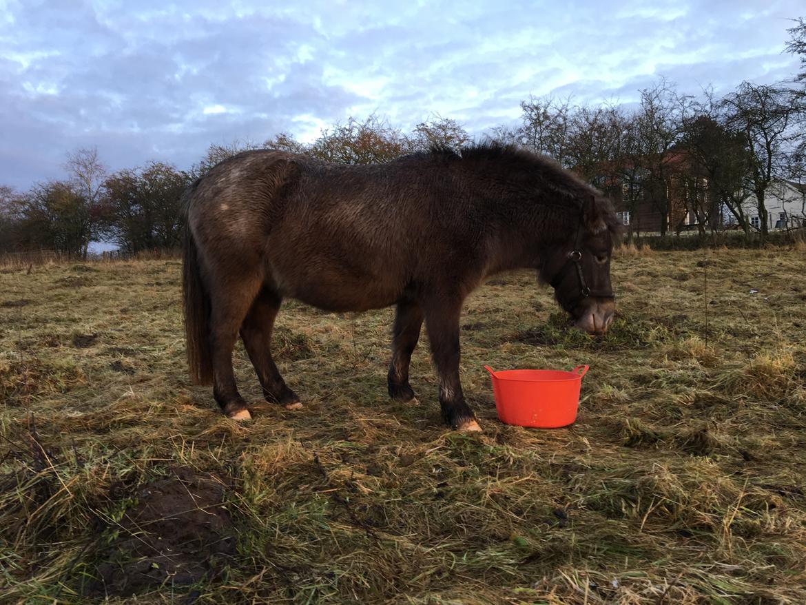 Knabstrupper Bakkehøjs Patricha billede 9