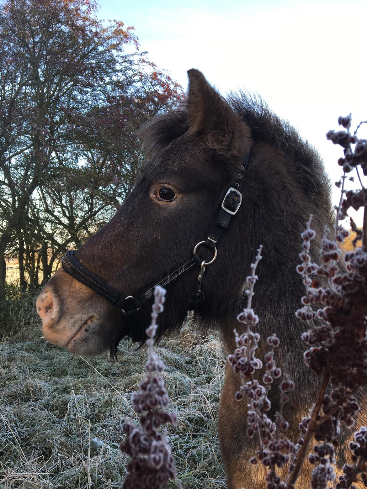Knabstrupper Bakkehøjs Patricha billede 10
