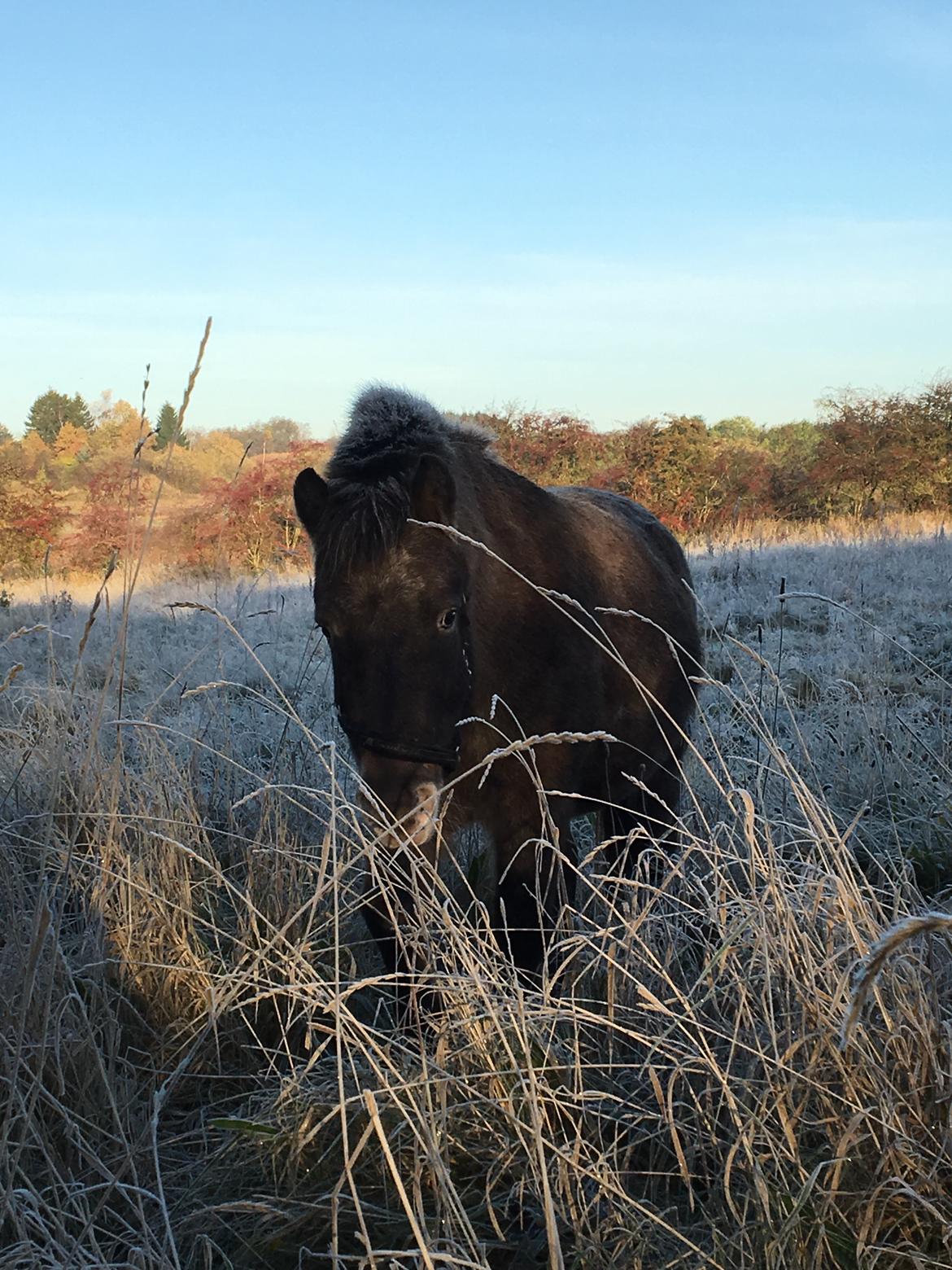 Knabstrupper Bakkehøjs Patricha billede 11