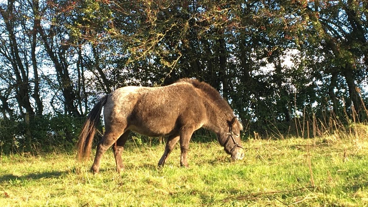 Knabstrupper Bakkehøjs Patricha billede 12