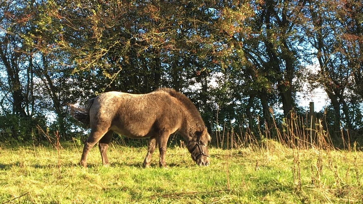 Knabstrupper Bakkehøjs Patricha billede 13
