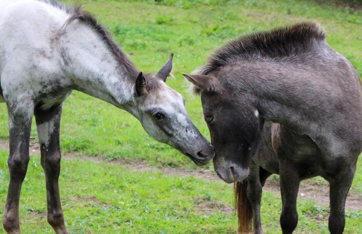 Knabstrupper Bakkehøjs Patricha billede 15