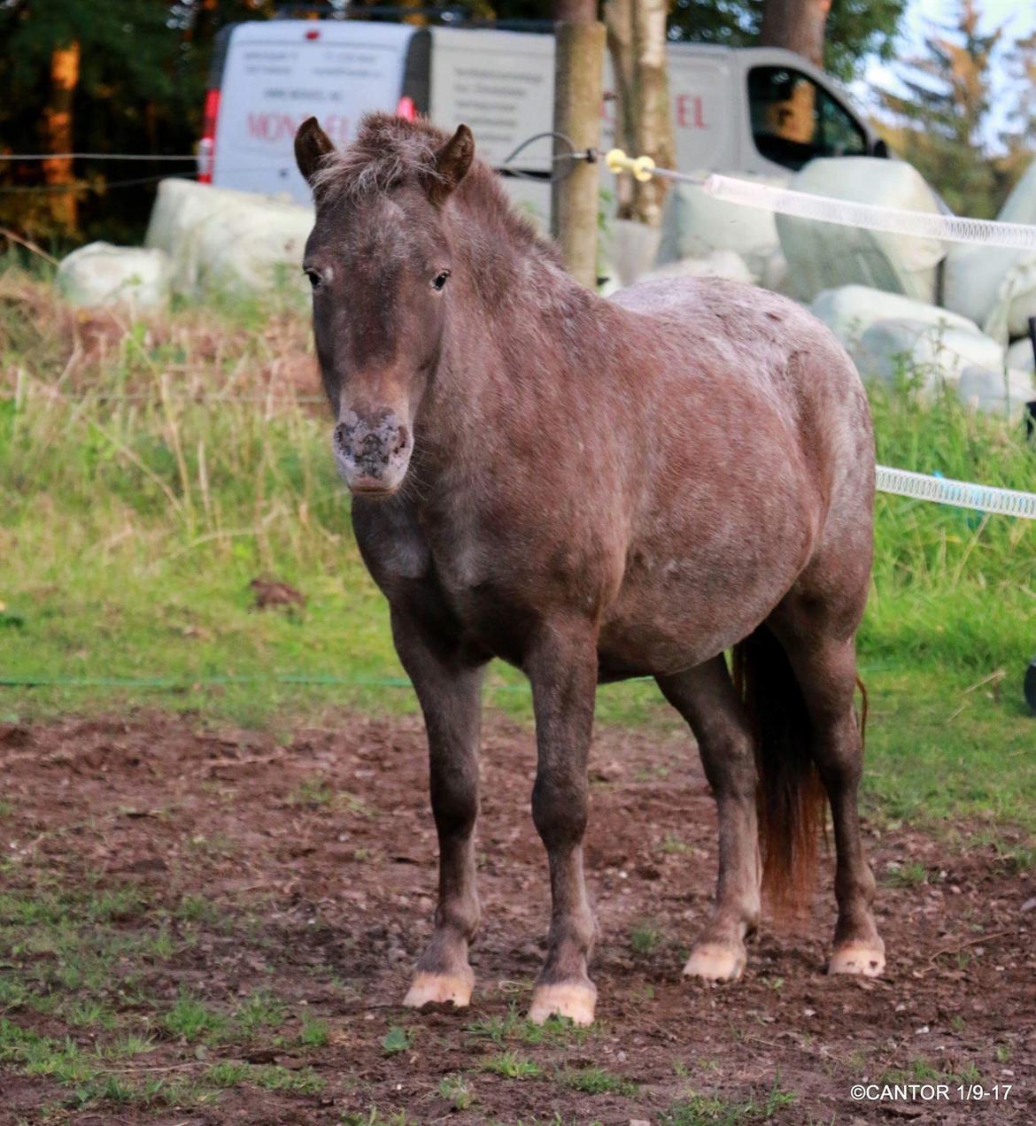 Knabstrupper Bakkehøjs Patricha billede 14