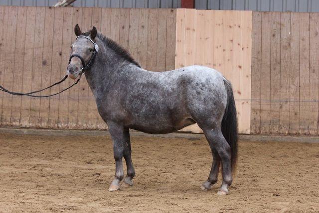 Knabstrupper Bakkehøjs Patricha billede 17