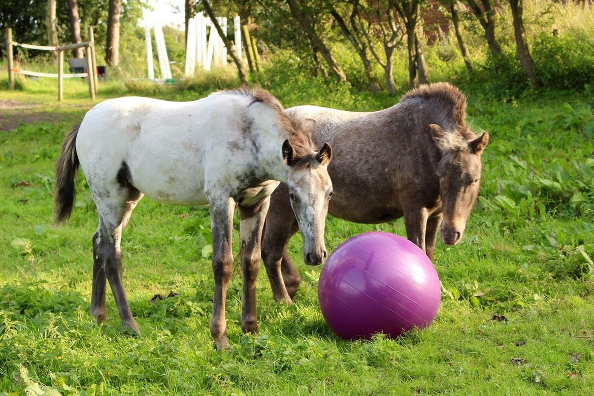 Knabstrupper Bakkehøjs Patricha billede 16