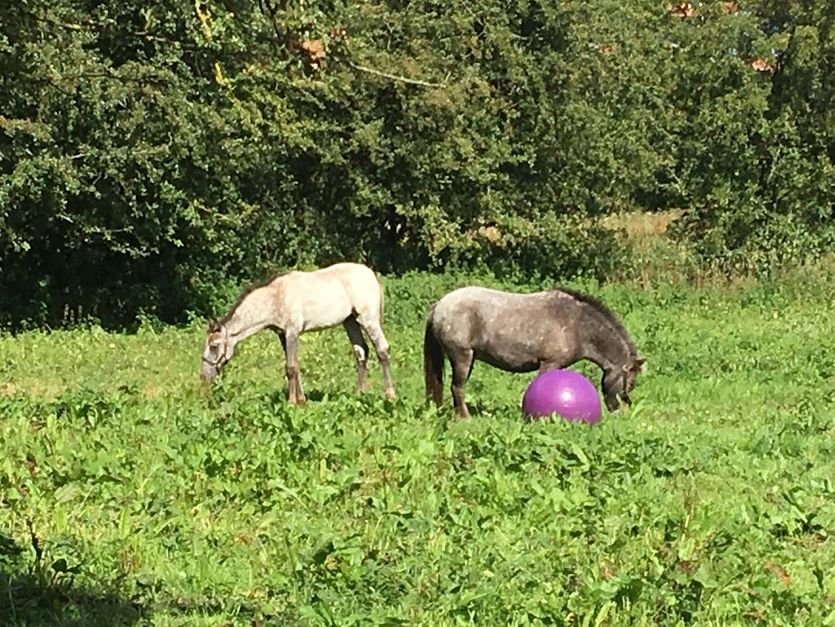 Knabstrupper Bakkehøjs Patricha billede 19