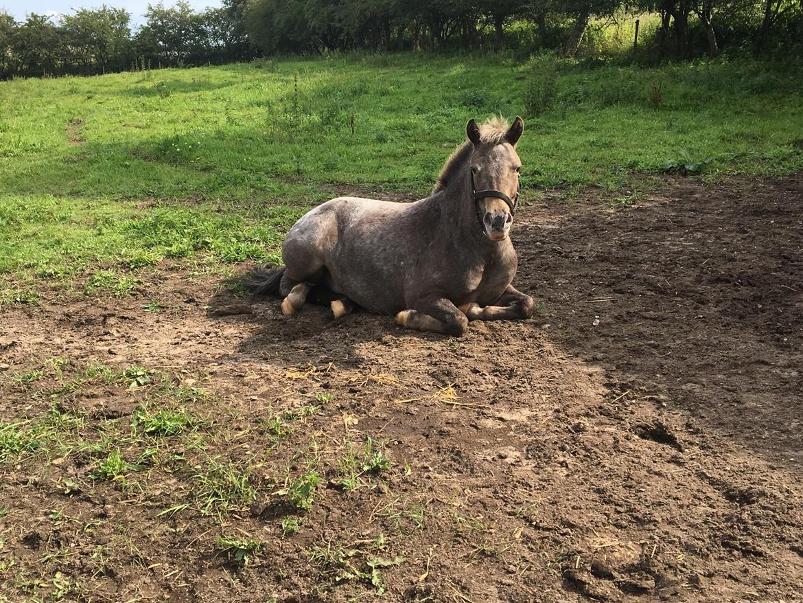 Knabstrupper Bakkehøjs Patricha billede 18