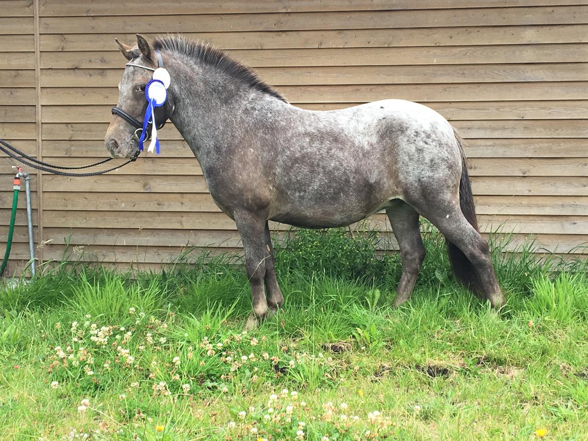 Knabstrupper Bakkehøjs Patricha billede 20