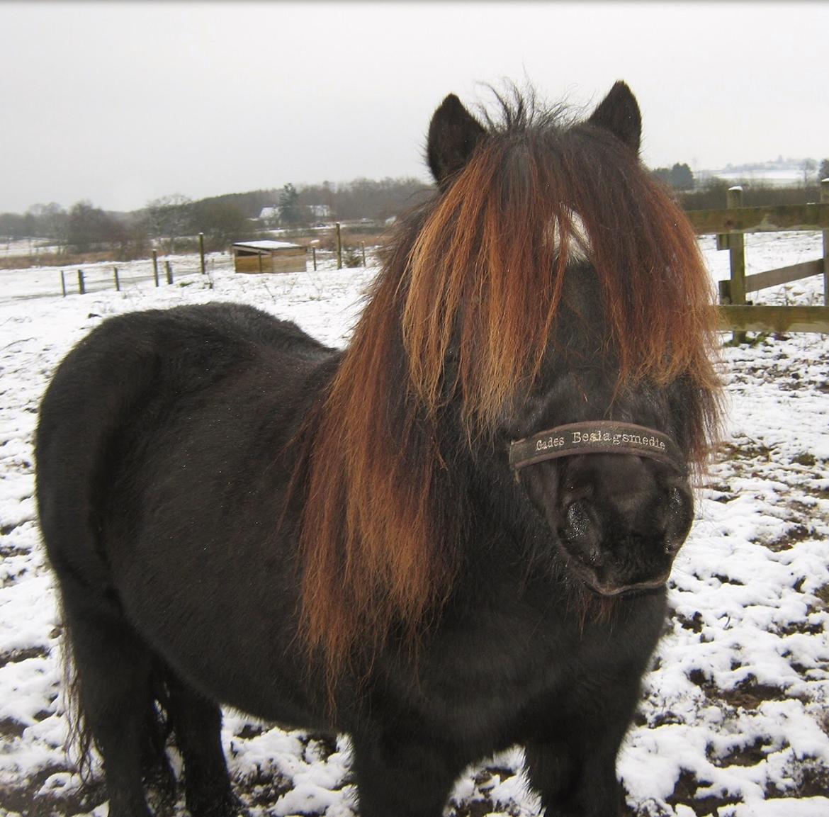 Shetlænder Mill Of Towie Country Lad billede 25