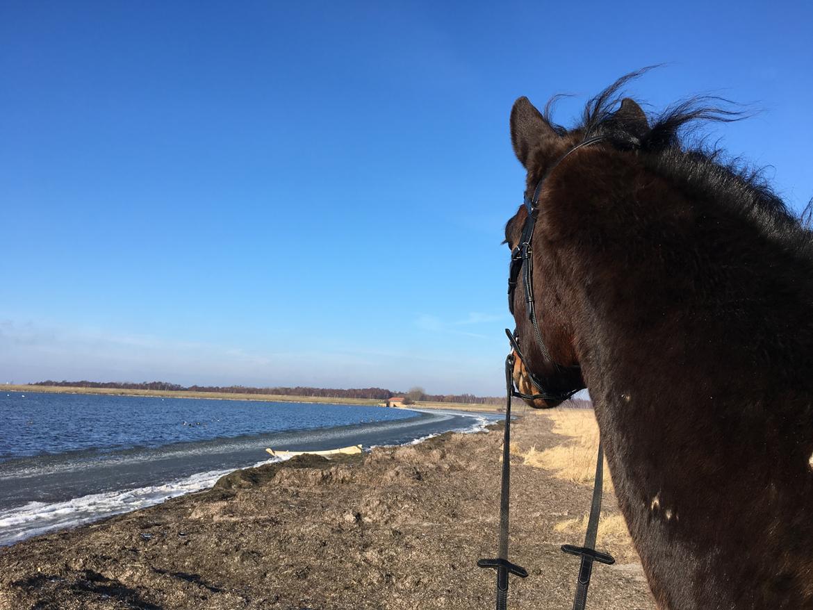 Dansk Varmblod Farmand's Premiere billede 26