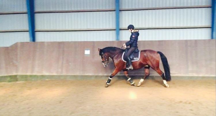 Anden særlig race Charmeur billede 2