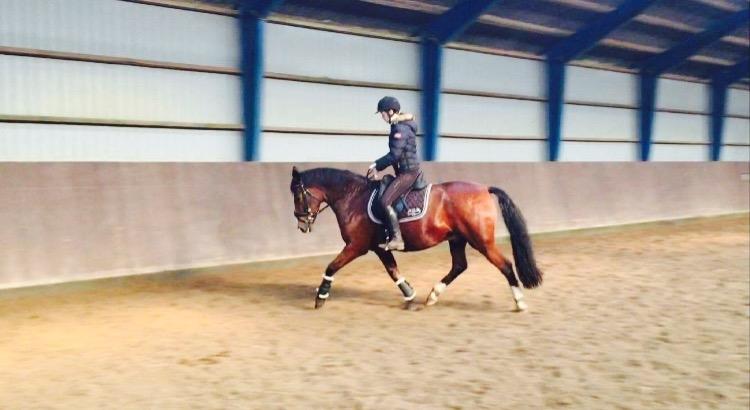 Anden særlig race Charmeur billede 5