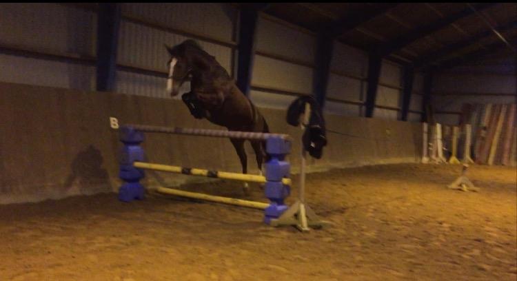 Anden særlig race Charmeur billede 7