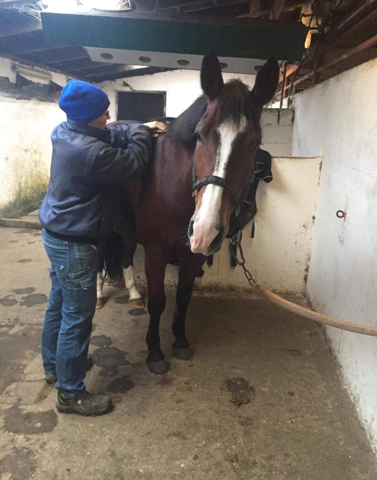 Anden særlig race Charmeur billede 6