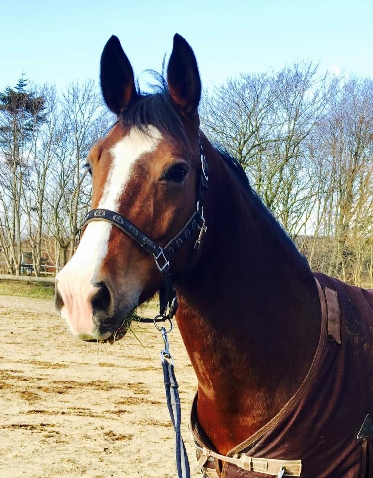 Anden særlig race Charmeur billede 8