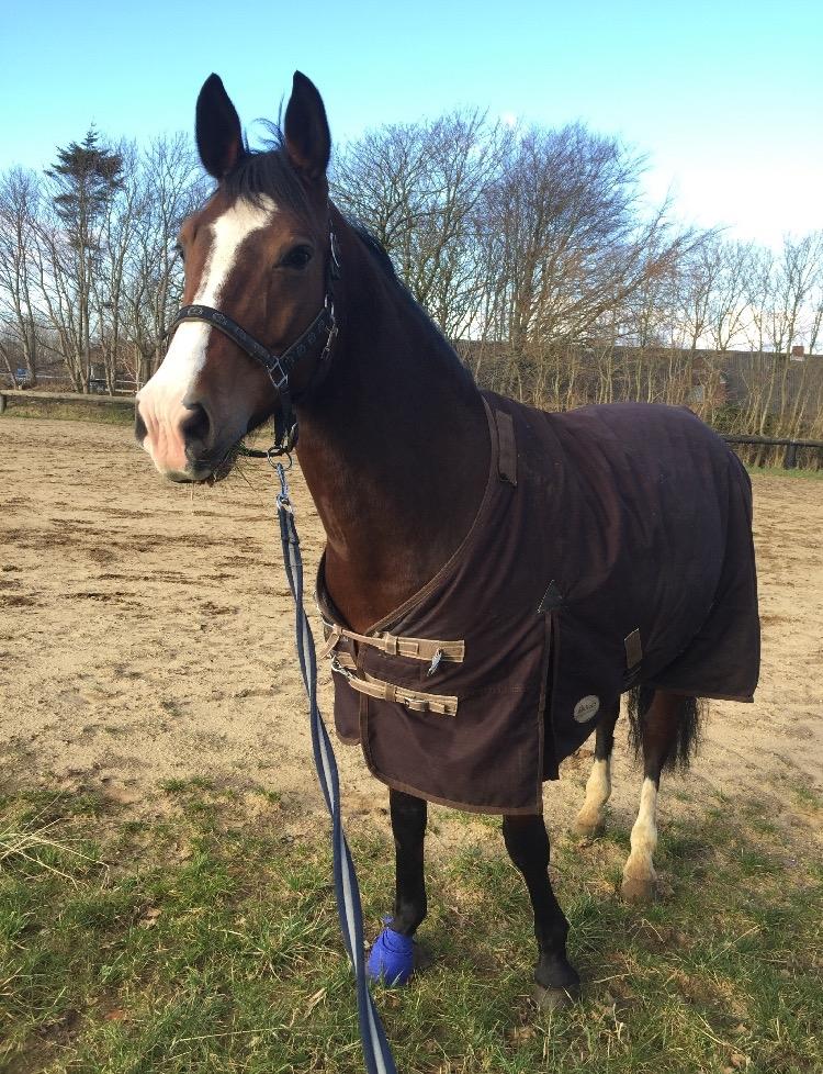 Anden særlig race Charmeur billede 9