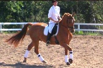 Anden særlig race Atos billede 14