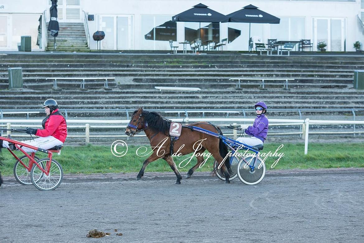 Gotlandsruss Beauty billede 14