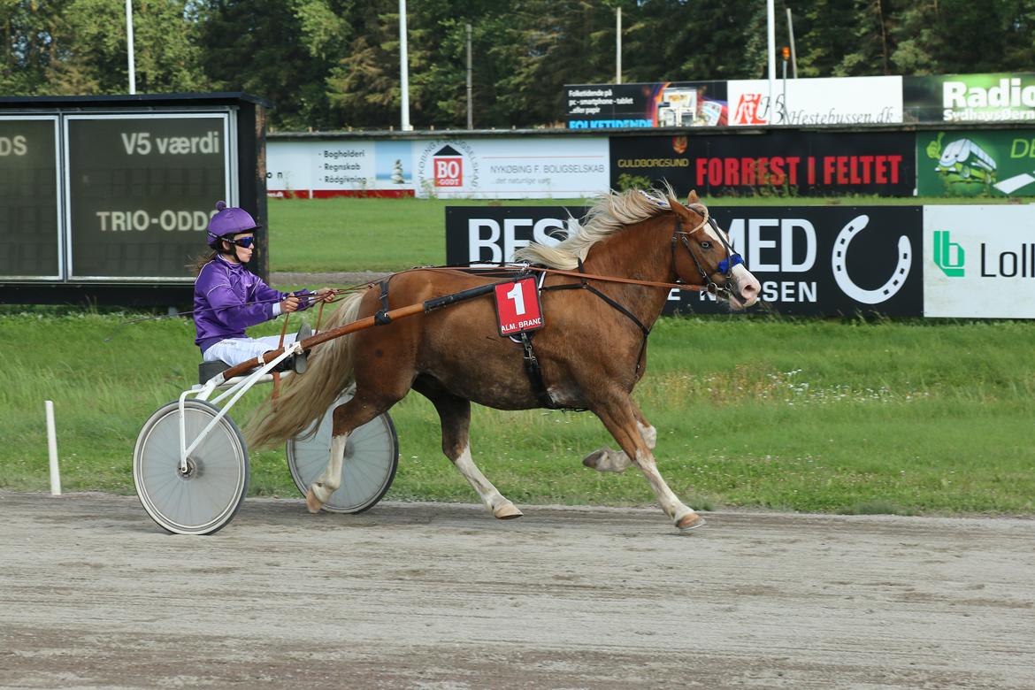 Anden særlig race Goodie Blue billede 14