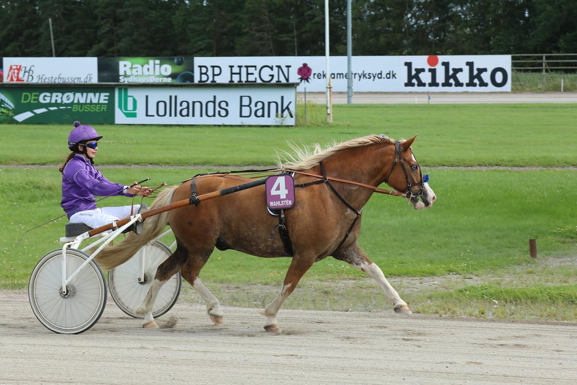 Anden særlig race Goodie Blue billede 7