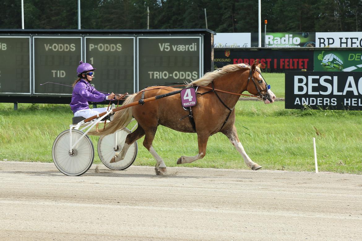 Anden særlig race Goodie Blue billede 12