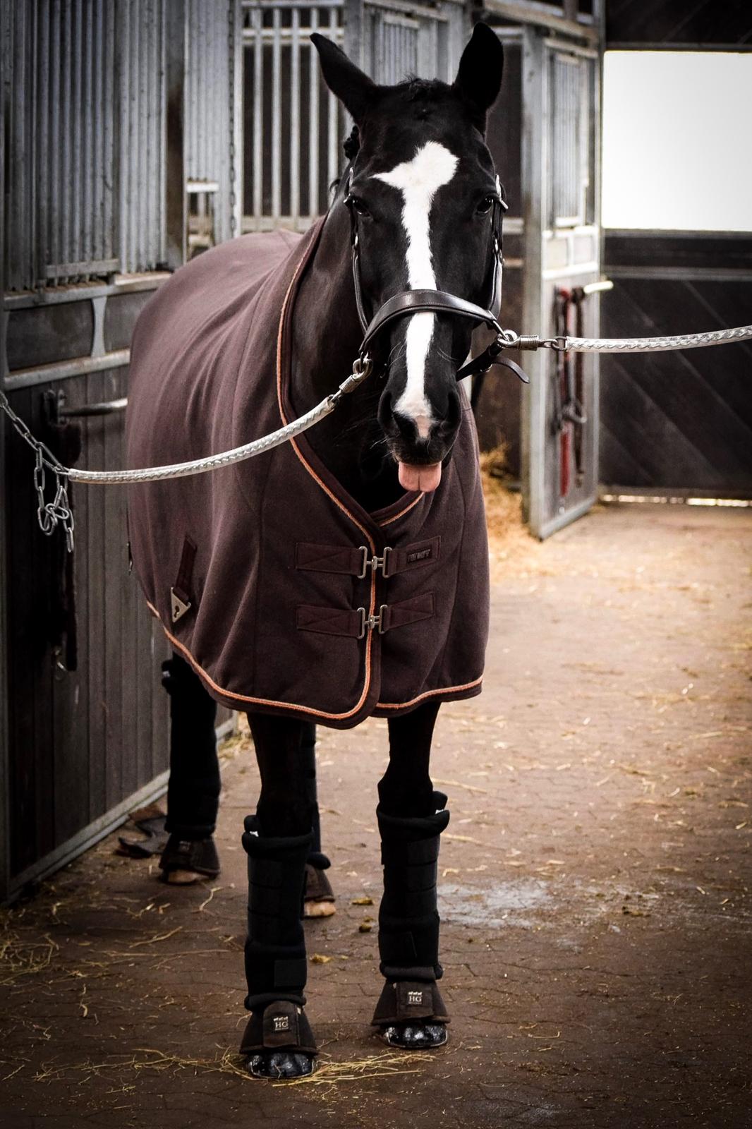 Anden særlig race Vega - En fræk hest, inden stævne den 27. januar 2018 billede 35