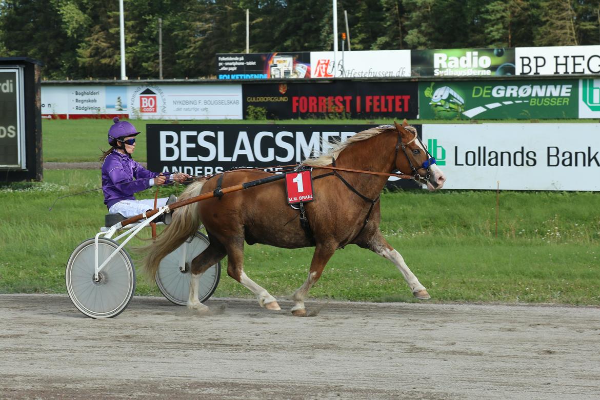 Anden særlig race Goodie Blue billede 4